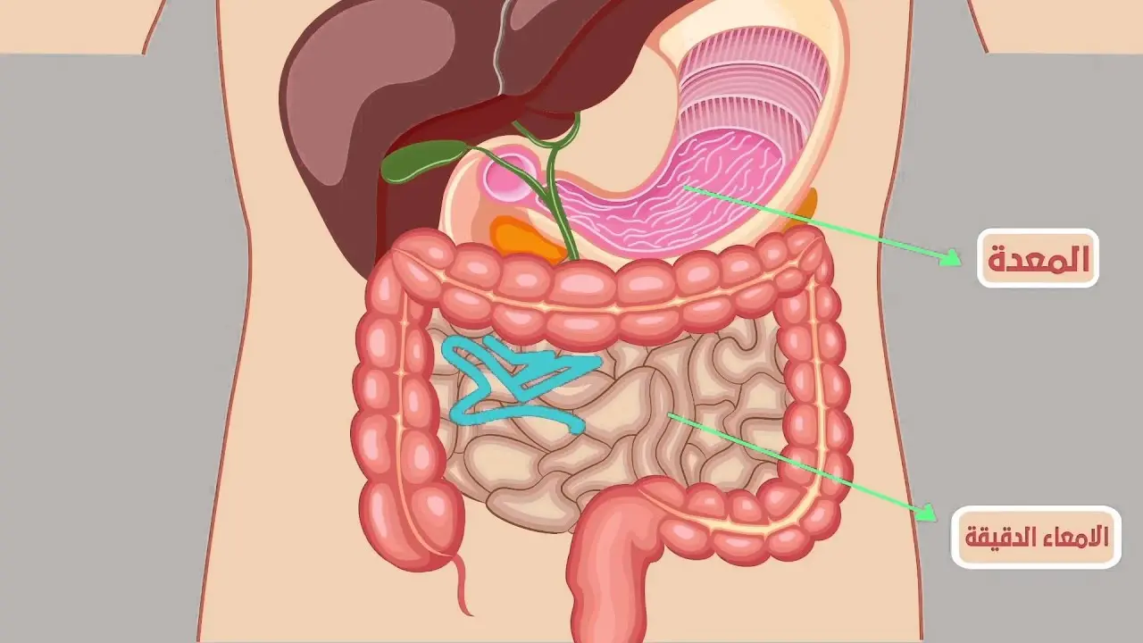  مناظير الجهاز الهضمي